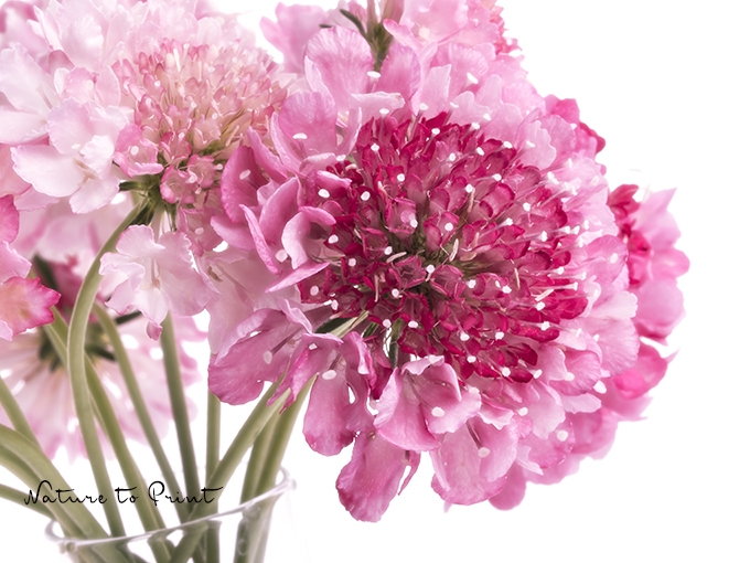Spaß mit Skabiosen in der Vase. Blumenbild rosa Skabiose, freigestellt auf Weiß