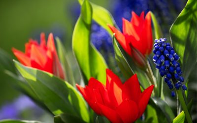 Einfache Tulpen befeuern den Frühling