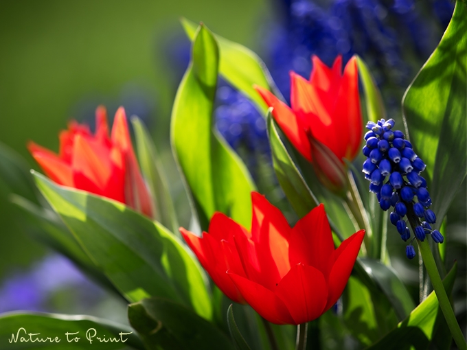 Blumenbild Einfache Tulpen befeuern den Frühling