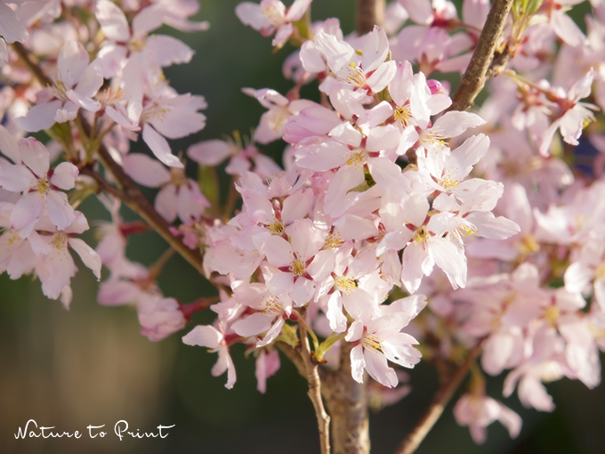 Bäume für den Garten. Nützlich, vielseitig und wunderschön. Zierkirsche Pink Perfection.