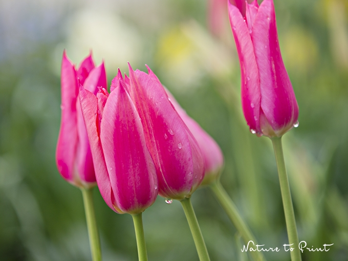 Blumenbild Tulpe Mariette Anfang Mai bei Regen