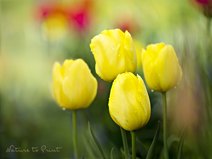 Dunkle Gartenecken gestalten - mit gelben Tulpen. Blumenbild Gelbe Tulpen leuchten im halbschattigen Beet