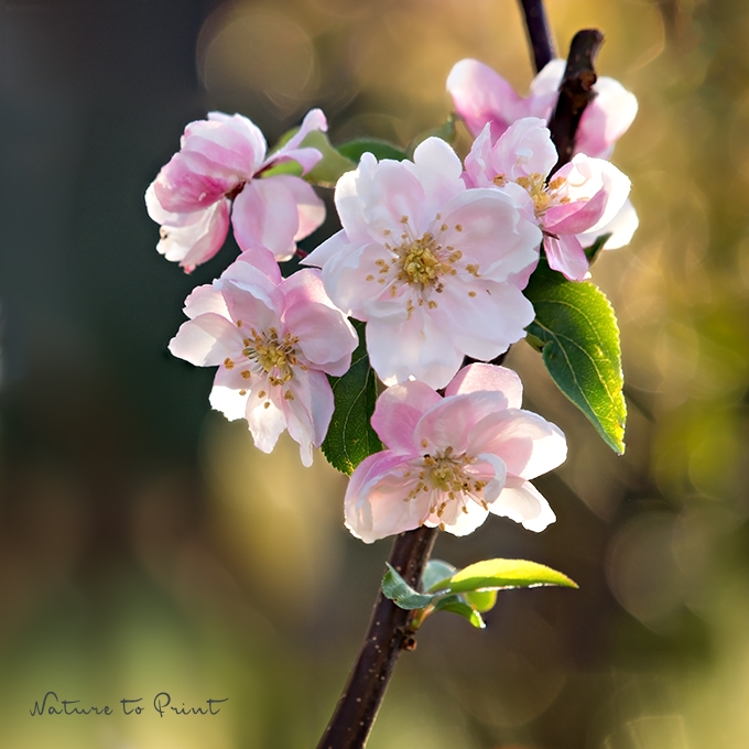 Blumenbild Zierapfelblüte