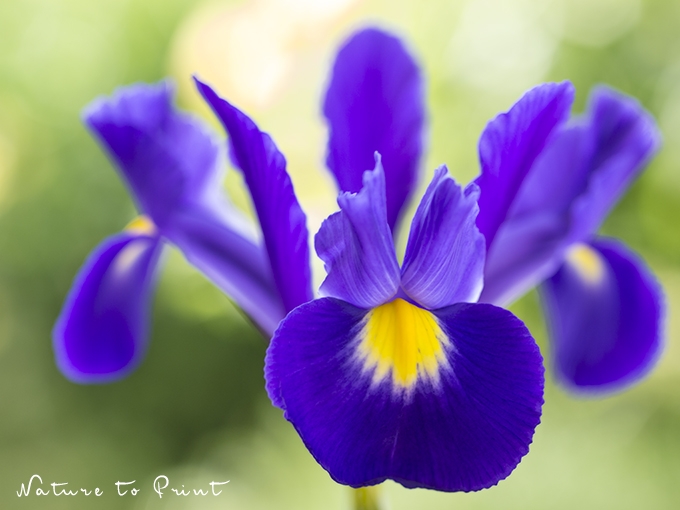 Blumenbild Holländische Iris