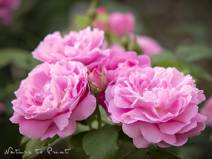 Blumenbild nach Wunsch: Mary Rose in voller Blüte