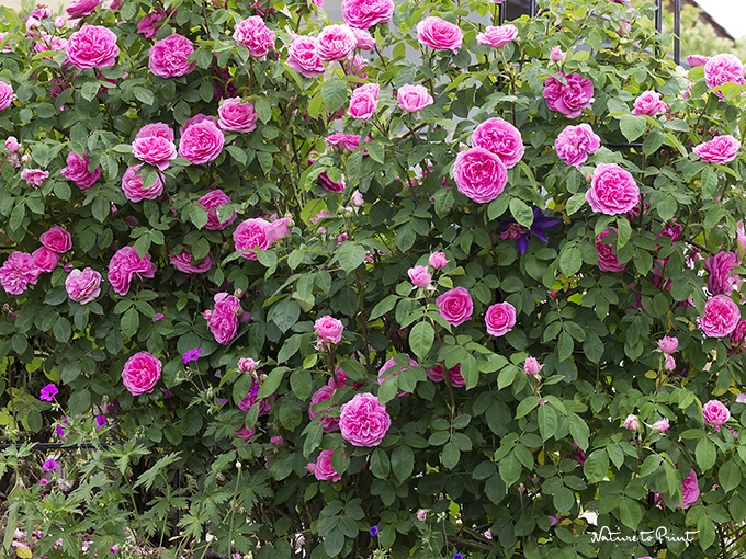 Englische Rose Getrude Jekyll hat genügend Blüten angesetzt, da fällt auch für meinen Rosenstrauß etwas ab.