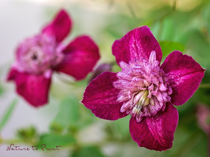 Blumenbild kleine samtweiche Clematisblüten in Weinrot