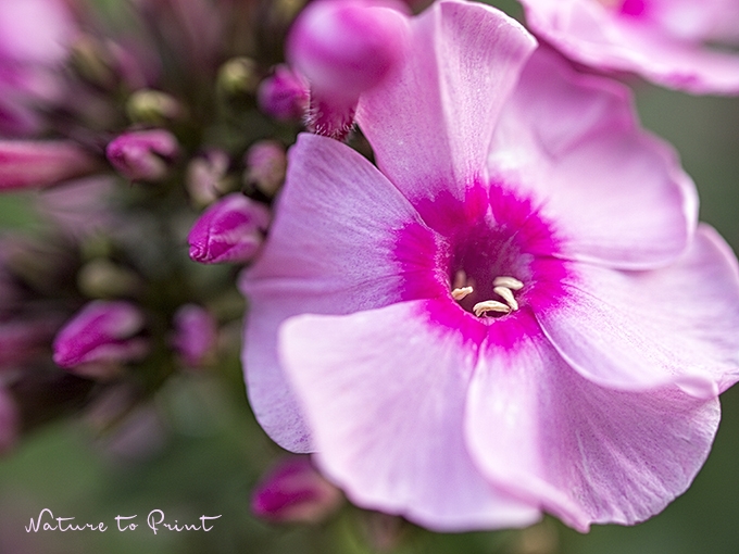 Blumen-Makro pinker Phlox