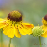 Blumenbild Helenium im Farbenrausch