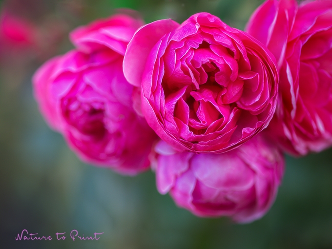 Rose Pomponella ändert ihre Farbe. Einfach wunderbar!