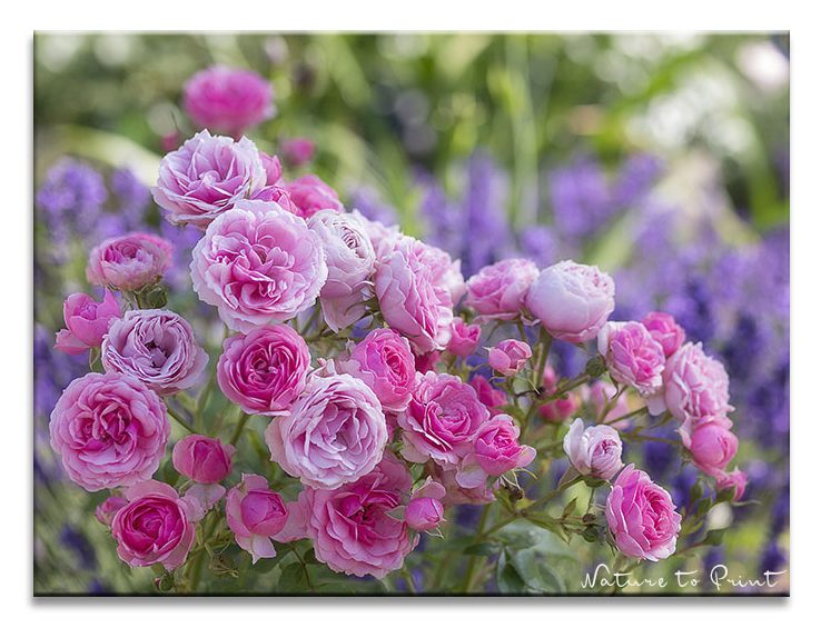 Rose Pomponella vor Lavendel. Rosenbild: Romantischer Auftakt zum Rosengarten.