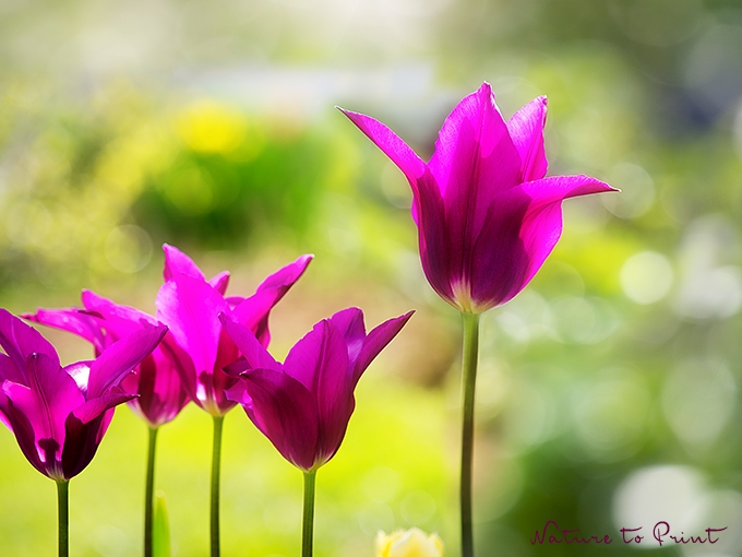 Lieblingstulpen | Blumenbild Purple Dream im Frühlingsgarten