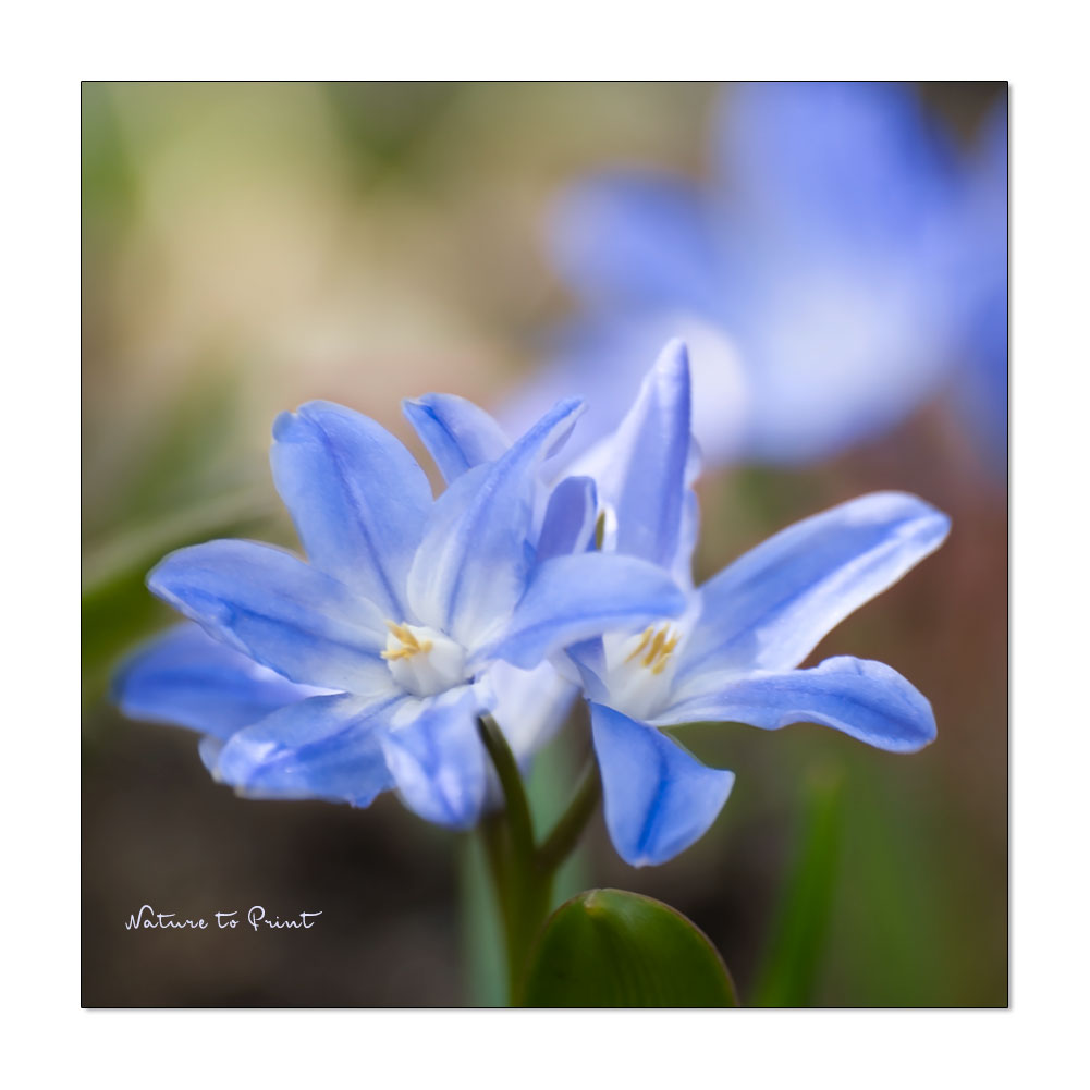 Blaue Frühlingsblumen verkünden den nahenden Frühling