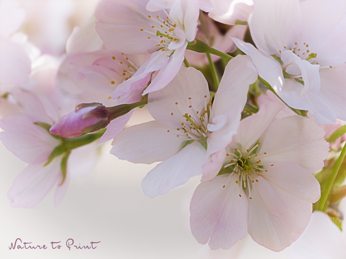 Rosa Kirschblüten zum Verlieben | Blumenbild Zauberhafte Kirschblüte