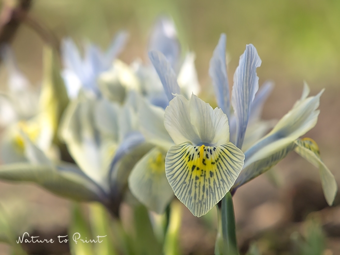 Zwerg-Iris, niedlicher Winterblüher aus dem Kaukasus