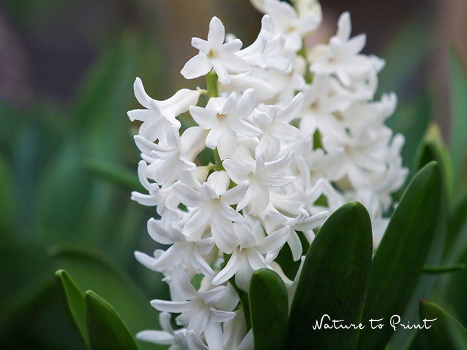 Blumenbild Weiße Gartenhyazinthen