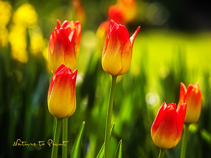 Frühlingsbild Tulpe American Dream in Franken