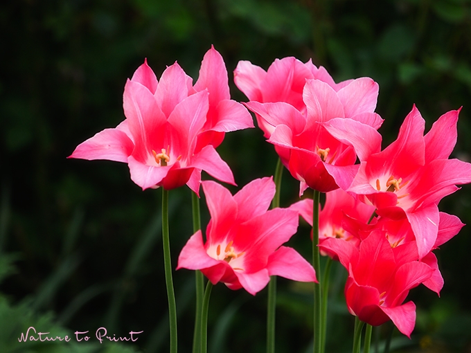 Blumenbild Dauerhafte Tulpe Mariette