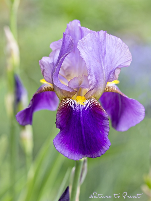 Blumenbild Bart-Iris