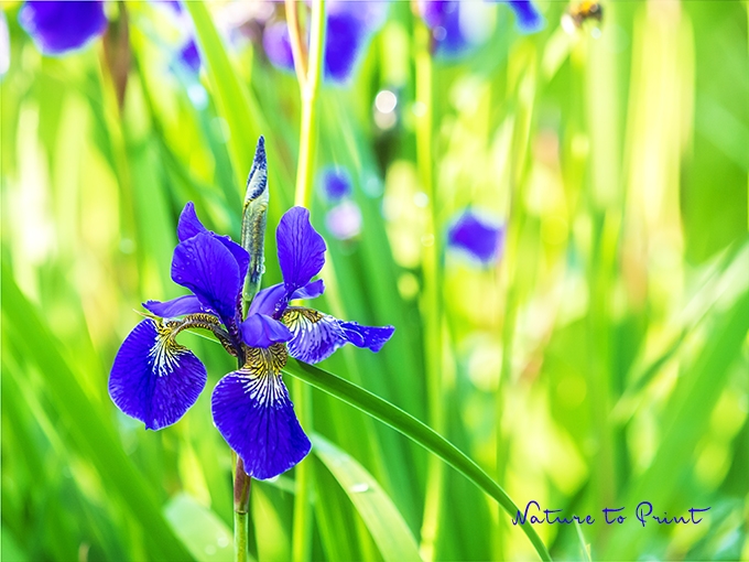 Wiesen-Iris im Sonnenflitter