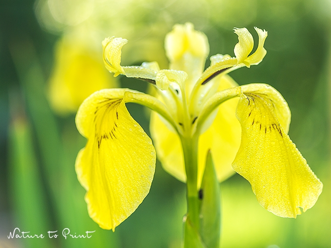 Blumenbild kleine gelbe Sumpfschwertlilie