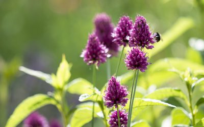 Purpur-Kugellauch vermehren. Mehr Allium für Beete & Bienen.