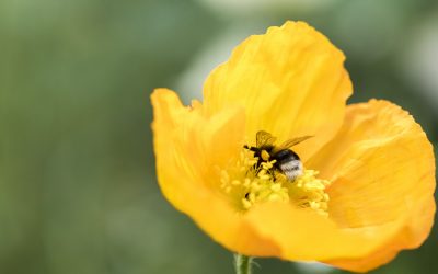 Islandmohn im Garten