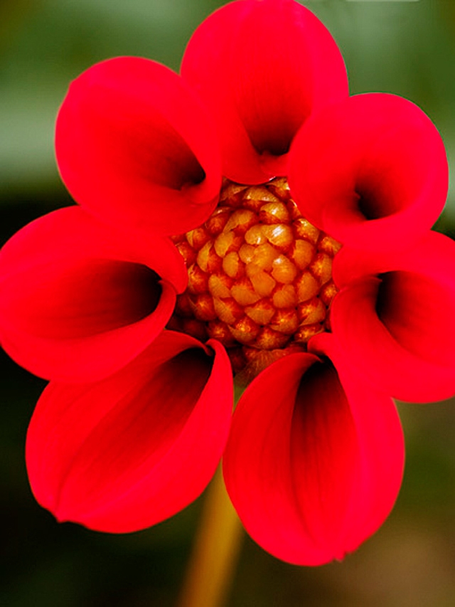 Blumenbild Rote Zwergdahlie blüht auf