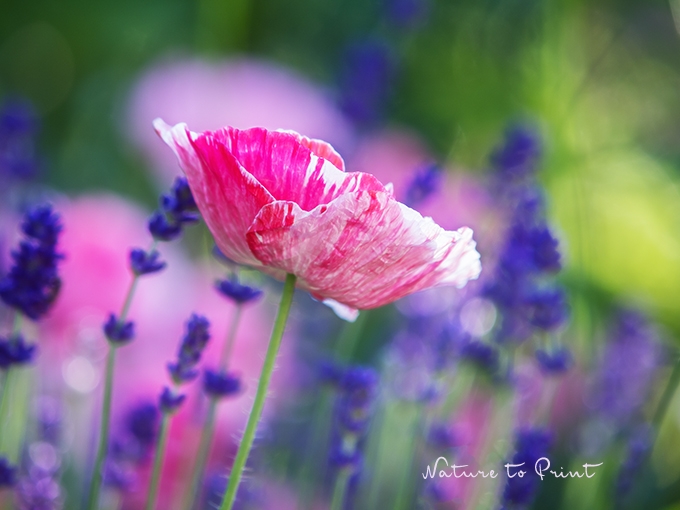 Mohnblumen säen, vorziehen und pflanzen. Ein Experiment. | Blumenbild Rosa Seidenmohn an Lavendel