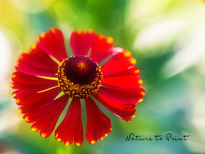 Blumenbild Solo für rote Sonnenbraut, Helenium im Hochsommergarten
