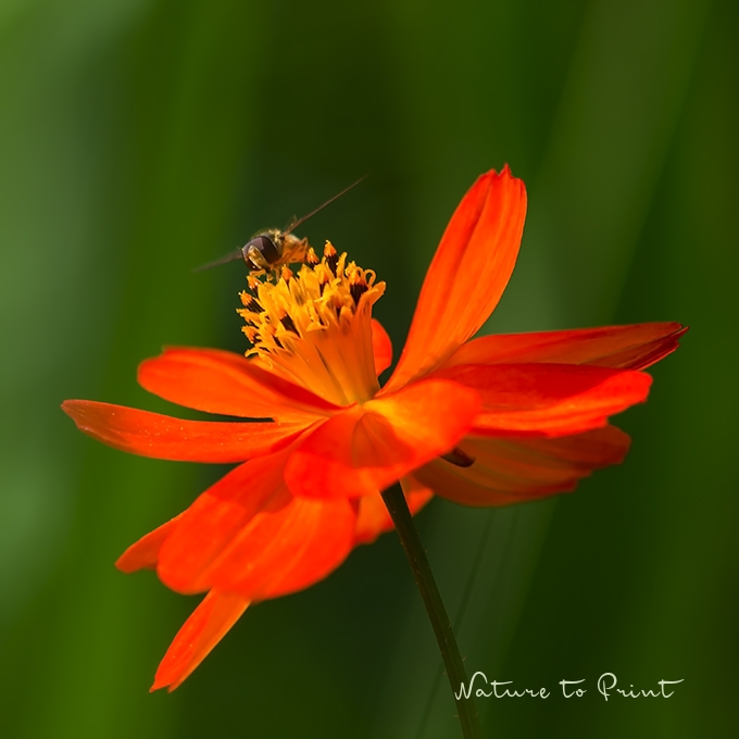 Blumenbild orange Cosmea mit Schwebfliege