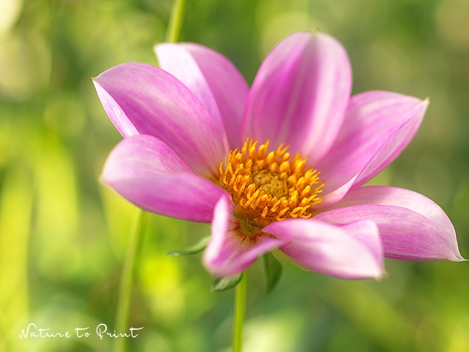 Blumenbild Rosa Zwerg-Dahlien