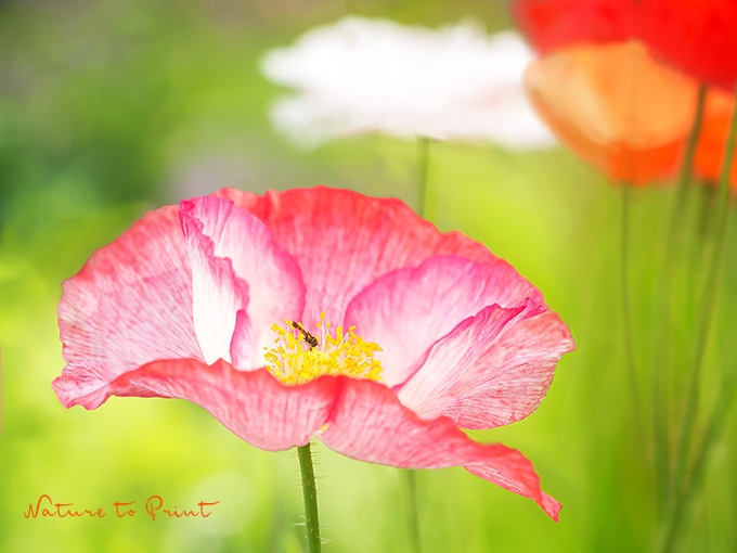 Blumenbild Sommerliebe mit Seidenmohn