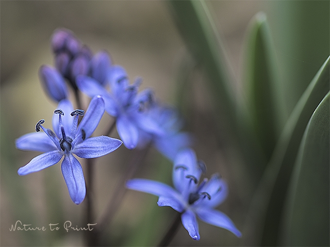 Blausternchen | Blumenbild Skilla, Blaue Frühlingsblume