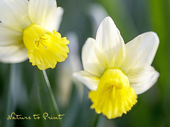 Dauerhafte Narzissen im Frühlngsgarten | Blumenbild Weiße Narzissen mit gelber Trompete