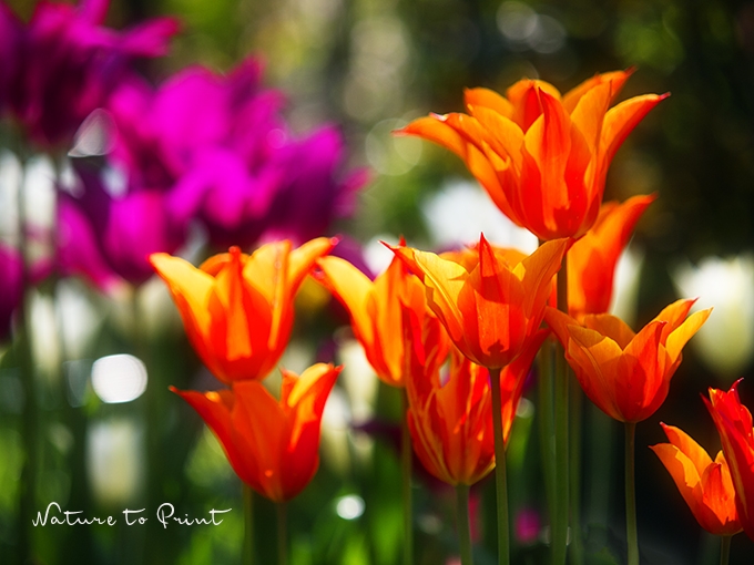 Tanzende Tulpe Ballerina im bunten Frühlingsgarten