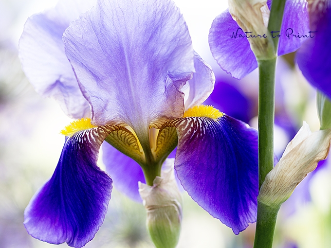 Blumenbild Iris, blau-violette Bart-Iris im Garten