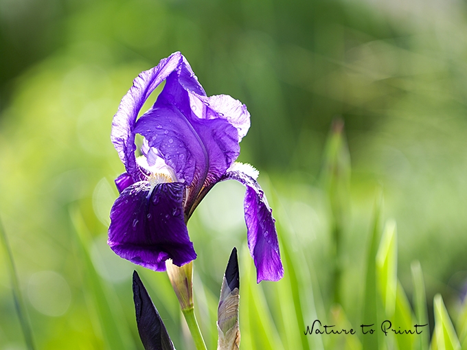 Blumenbild Erste Bart-Iris des Jahres blüht