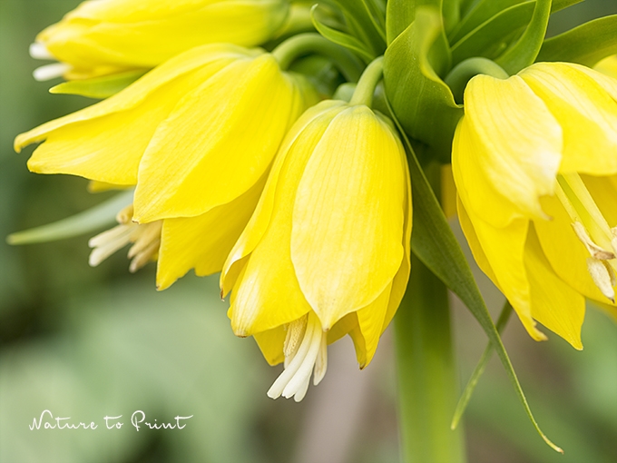 Blumenbild Gelbe Kaiserkronenn