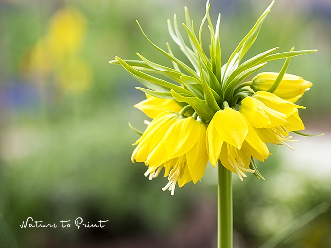Blumenbild Gelbe Kaiserkronen im Frühlingsgarten
