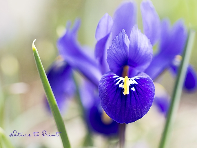 Blumenbild Netz-Iris, ein Zwiebelgewächs