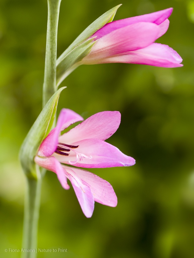 Wilde Gladiolen pflegen und überwintern | Blumenbild Wilde Gladiole