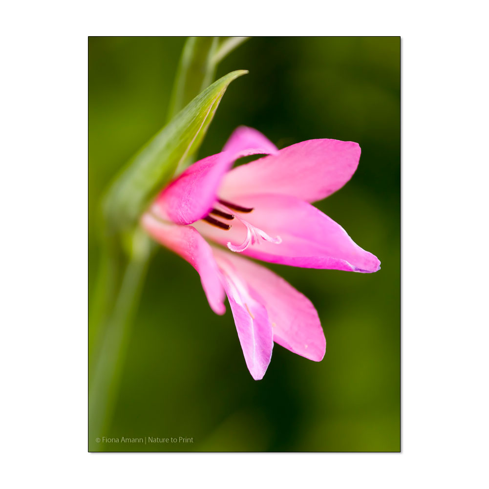 Wilde Gladiolen pflegen und überwintern | Blumenbild Wilde Gladiole