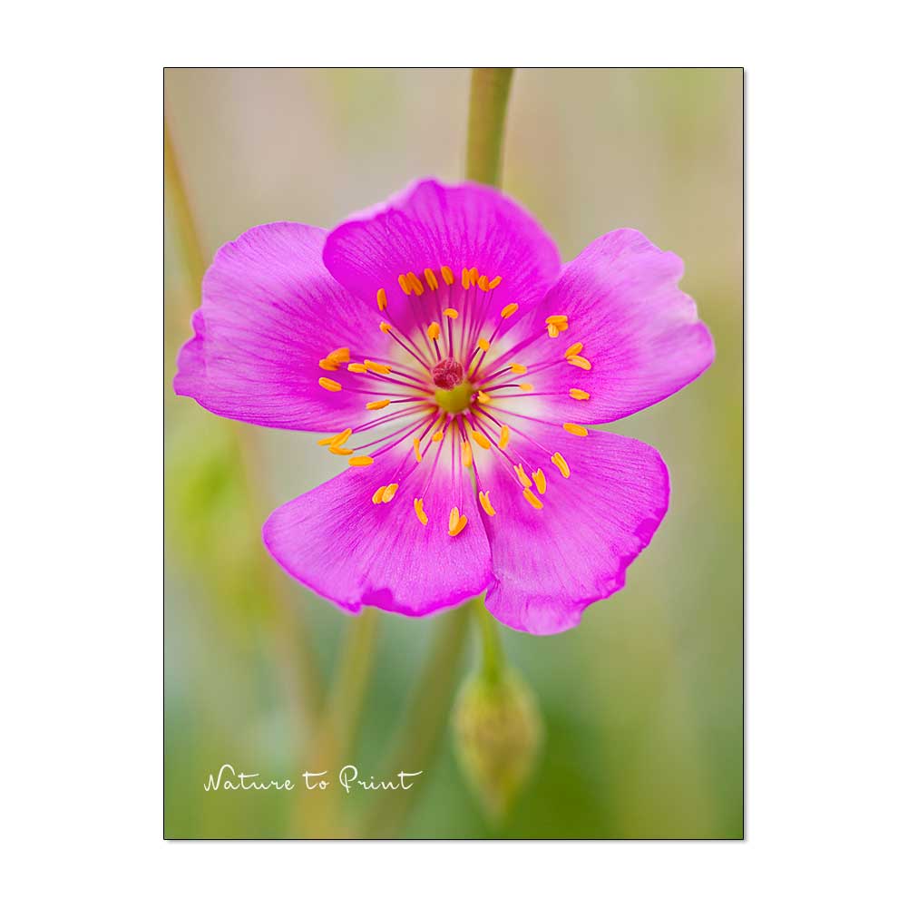 Cisanthe grandiflora begeistert durch auffallend große, pinke und rosa Blüten