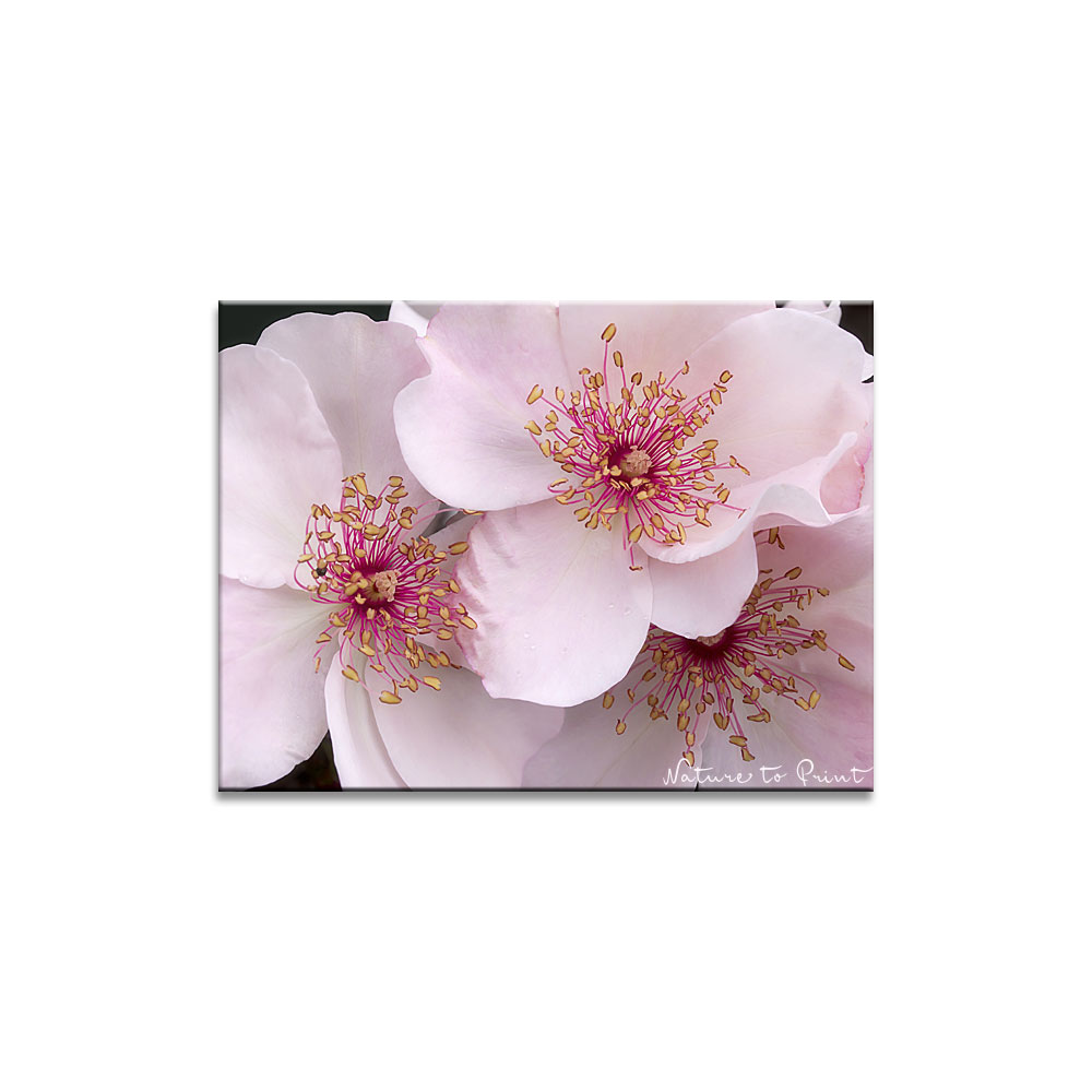Rose Sweet Pretty mit offenen, ungefüllten Blüten und mit pinken Staubgefäßen