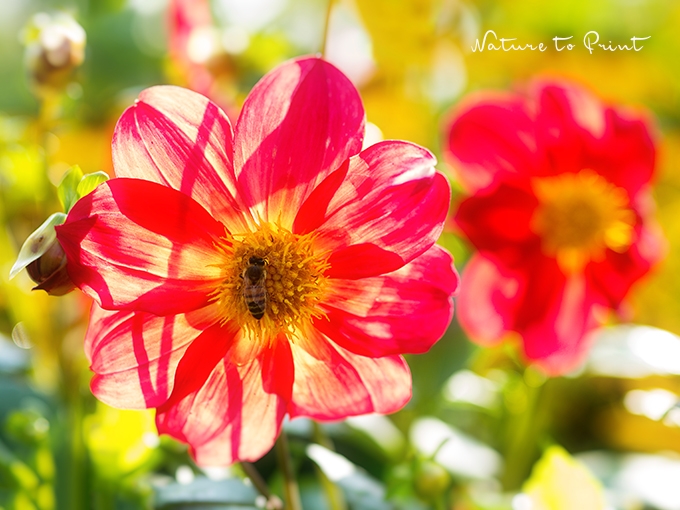 Blumenbild Rote Mignon-Dahlien mit Honigbiene