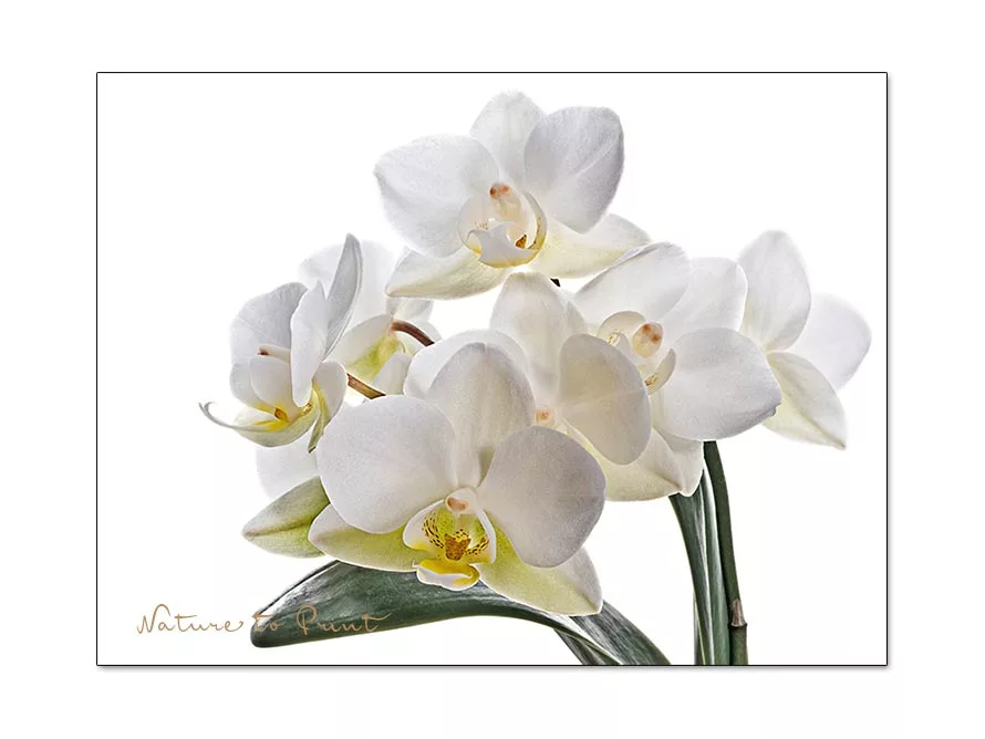 Weiße Mini-Orchidee vom Floristen