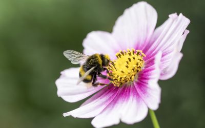 Cosmeen im Garten. Mehr Sommer geht nicht.