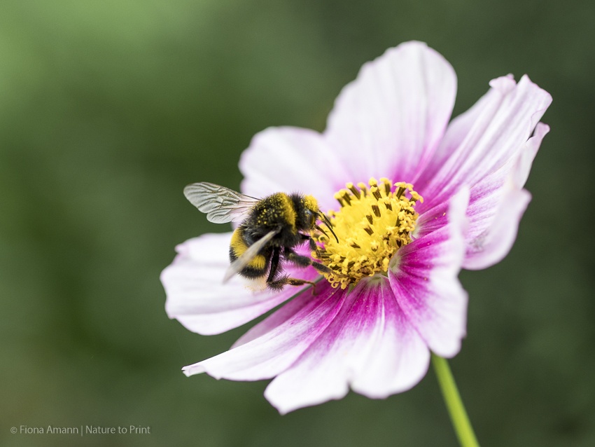 Cosmeen im Garten | Blumenbild Schmuckkörbchen mit Biene