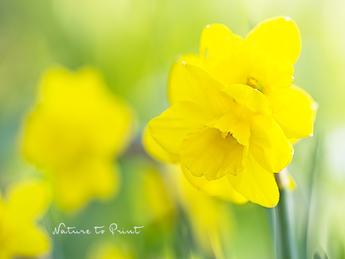 Blumenbild Lieblingsnarzissen | Gelbes Glück im Frühlingsgarten